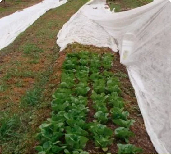 식물 덮개를 위해 대우되는 UV를 가진 36m 폭 농업 PP Spunbond 부직포